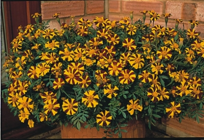 Picture of Marigold French - Mr Majestic